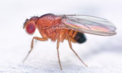 ​果蝇咬人吗，两头分开带翅膀的是什么虫子？