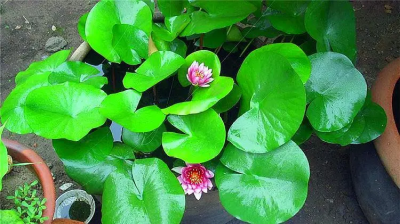 ​盆栽睡莲如何养殖？盆栽睡莲的种植方法？