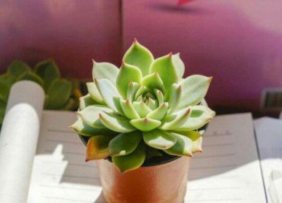 ​四十度不怕晒的多肉植物品种