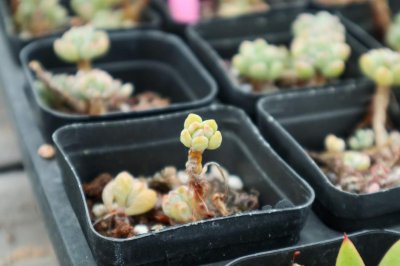 ​绿豆怎么发芽最快