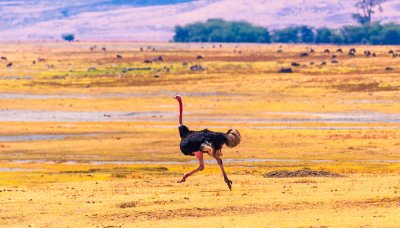 ​鸵鸟是国家保护动物吗