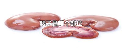 ​腰子是哪个部位