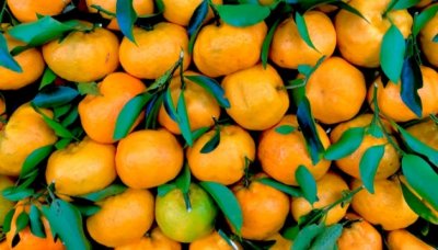 ​橘和桔有什么区别