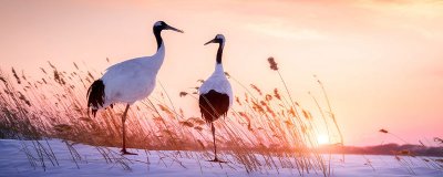 ​仙鹤寓意是什么