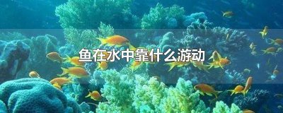 ​鱼在水中游是什么运动 鱼是靠什么在水里游的