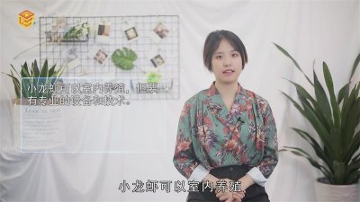 ​小龙虾可以室内养殖吗