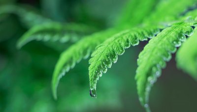 ​露珠精神是指什么