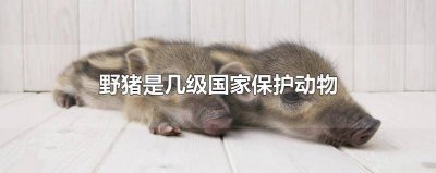 ​野生动物野猪是几级保护动物 野猪是国家几级保护动物吗
