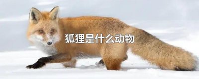 ​狐狸是什么动物