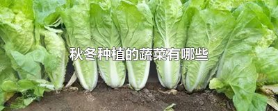 ​秋冬种植的蔬菜有哪些