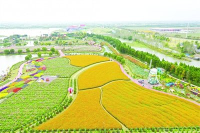 ​盐城市大丰区荷兰花海：秋天风景美如画