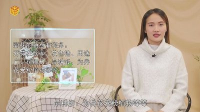 ​菊花的特点有什么? 有关菊花的特点和象征