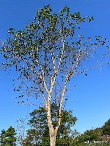 ​“菩提偈”的“偈”怎么读？