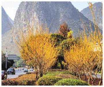 ​金枝国槐耀眼桂林街头