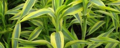 ​富贵竹多长时间换水什么水最好