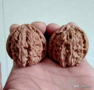 ​100种文玩核桃品种分享之44：白狮子头