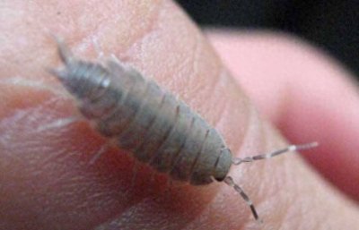 ​潮虫子怎么去除