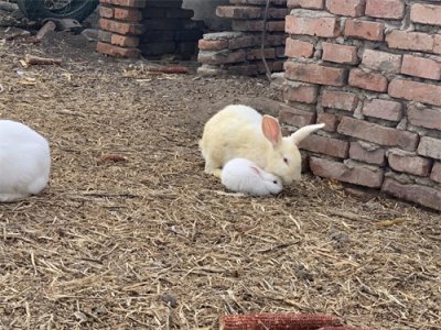 ​兔子吃西瓜皮可以吗