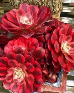 ​多肉法师的养殖方法