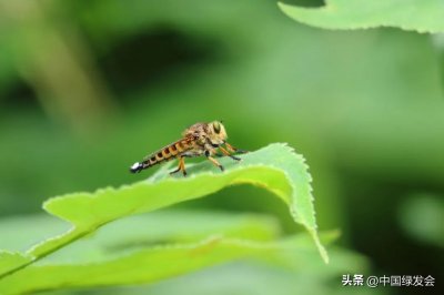 ​昆虫界的霸王一一食虫虻 | 绿会保护地科普