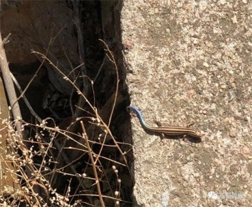 ​网友报料：朝阳凤凰山拍到蓝尾石龙子